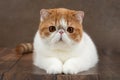 beautiful exotic shorthair cat lies on the brown background of the studio Royalty Free Stock Photo