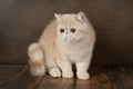 beautiful exotic Shorthair cat lies on the brown background of the Studio. Royalty Free Stock Photo