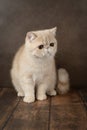 beautiful exotic Shorthair cat lies on the brown background of the Studio. Royalty Free Stock Photo