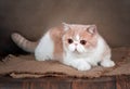 A beautiful exotic Shorthair cat lies on the brown background of the Studio Royalty Free Stock Photo