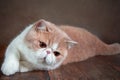 A beautiful exotic Shorthair cat lies on the brown background of the Studio Royalty Free Stock Photo