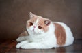 A beautiful exotic Shorthair cat lies on the brown background of the Studio Royalty Free Stock Photo