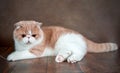 A beautiful exotic Shorthair cat lies on the brown background of the Studio Royalty Free Stock Photo