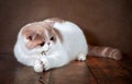 A beautiful exotic Shorthair cat lies on the brown background of the Studio Royalty Free Stock Photo