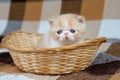 A beautiful exotic Shorthair cat lies on the brown background of the Studio. Royalty Free Stock Photo