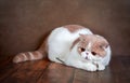 A beautiful exotic Shorthair cat lies on the brown background of the Studio. Royalty Free Stock Photo