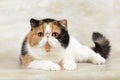 beautiful exotic shorthair cat lies on light background of studio Royalty Free Stock Photo