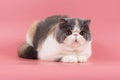 beautiful exotic shorthair cat lies on pink studio background Royalty Free Stock Photo