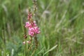 Sainfoin Onobrychis-viciifolia wildflower pink veined orchid-like