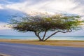 Beautiful exotic Tree under the magic golden hour Royalty Free Stock Photo