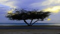 Beautiful exotic Tree under the magic golden hour Royalty Free Stock Photo