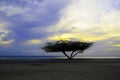 Beautiful exotic Tree under the magic golden hour Royalty Free Stock Photo