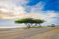 Beautiful exotic Tree under the magic golden hour Royalty Free Stock Photo