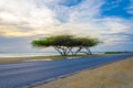 Beautiful exotic Tree under the magic golden hour Royalty Free Stock Photo