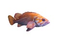 beautiful exotic tropical sea fish and snapper fish on white Royalty Free Stock Photo