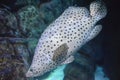 Beautiful exotic white fish with black polka dots swimming in a large aquarium Royalty Free Stock Photo