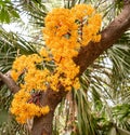 Beautiful exotic flowers on the tree in Miami Beach Botanic Garden Royalty Free Stock Photo