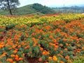 a beautiful expanse of crysan flowering plants Royalty Free Stock Photo