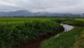 Beautiful expanse footage of rice fields