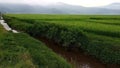 Beautiful expanse footage of rice fields