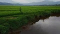 Beautiful expanse footage of rice fields