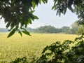 Beautiful expanse of paddy fields Royalty Free Stock Photo