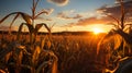 A beautiful expansive view of a cornfield at sunset. AI Generated