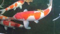 Beautiful Expensive Big Red Orange White Koi Fish Swimming in Pond Royalty Free Stock Photo