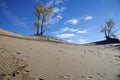 Beautiful exposure is done with its autumn leaf colour over the blue sky in the sands dunes Royalty Free Stock Photo