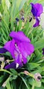 Background. Living miracle. Exquisite iris flower on the background of green leaves and grass Royalty Free Stock Photo