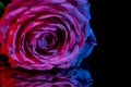 Beautiful exquisite Red rose rose on a thin stem on a black background. Dark background. low key shooting, blur and