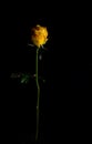 Beautiful exquisite yellow rose rose on a thin stem on a black background. Loy key photo