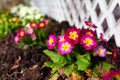 Beautiful exterior fragment of garden with flowers Royalty Free Stock Photo