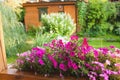 Beautiful exterior fragment of garden with flowers Royalty Free Stock Photo