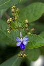 Beautiful and extravagant micro blue flower