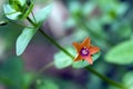 Beautiful and extravagant micro orange flower