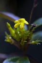 Beautiful and extravagant micro yellow flower