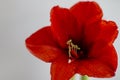 A Beautiful Extreme Close-UP of a Single Red Amaryllis Bloom.