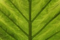 Extreme close up texture of green leaf veins Royalty Free Stock Photo