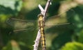 A beautiful extreme closeup shot of a Broad Bodied Dragonfly