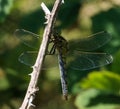 A beautiful extreme closeup shot of a Broad Bodied Dragonfly