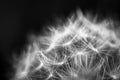 Beautiful extreme closeup shot of a dandelion on dark background for natural background or wallpaper