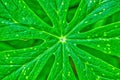 Beautiful extreme closeup shot of a green leafy plant for natural background or wallpaper