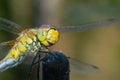 Beautiful extreme macro colorful dragonfly insect resting on stick in summer