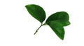 Tangerine green leaves isolated over a white and transparent background. Additional PNG file. Royalty Free Stock Photo