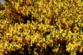 beautiful exuberant yellow flowering broom bush isolated in detail