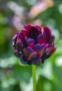 Beautiful exuberantly blooming terry tulip of the Black Late series Royalty Free Stock Photo