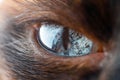 Beautiful eye of domestic Siamese cat macro Royalty Free Stock Photo