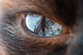 Beautiful eye of domestic Siamese cat macro Royalty Free Stock Photo