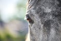 Beautiful eye of a grey horse close-up Royalty Free Stock Photo